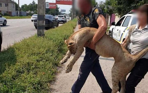 В Харьковской области пять часов ловили африканскую львицу