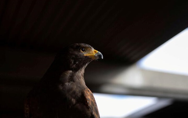 In the United States, a hawk was hired to guard a subway station