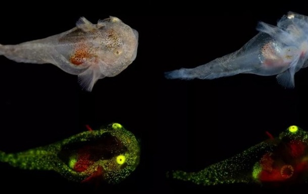 Scientists have discovered an unusual luminous fish off the coast of Greenland