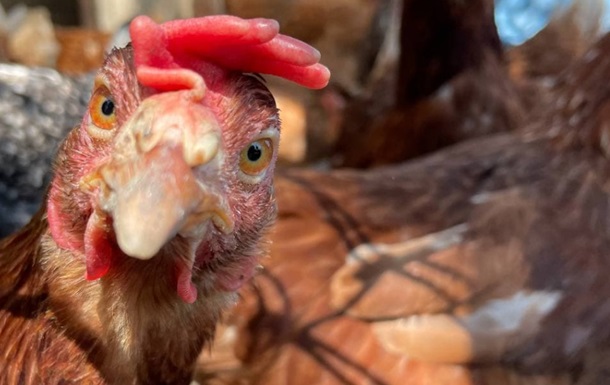 Из-за птичьего гриппа в Нидерландах уничтожили 24 тысячи кур