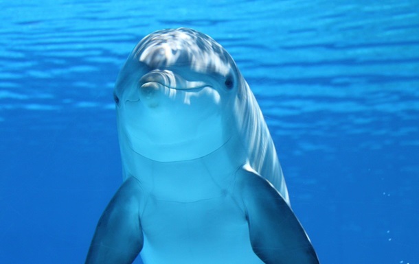 У Японії дельфін тероризує відпочиваючих