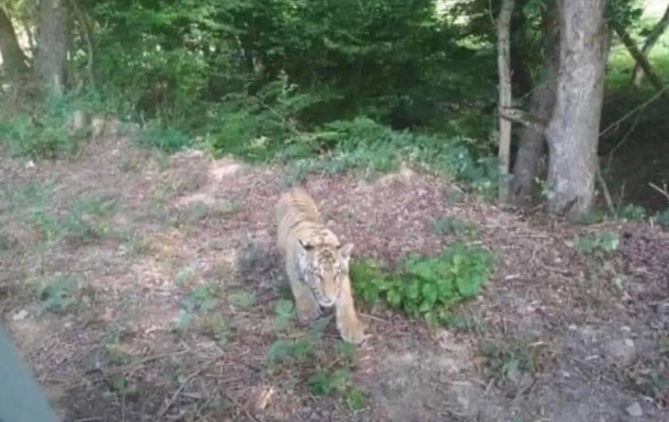 В Словакии ловят тигра, сбежавшего из хозяйства в Украине