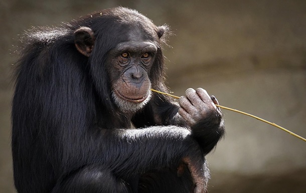 Шимпанзе мають власні соцмережі – вчені