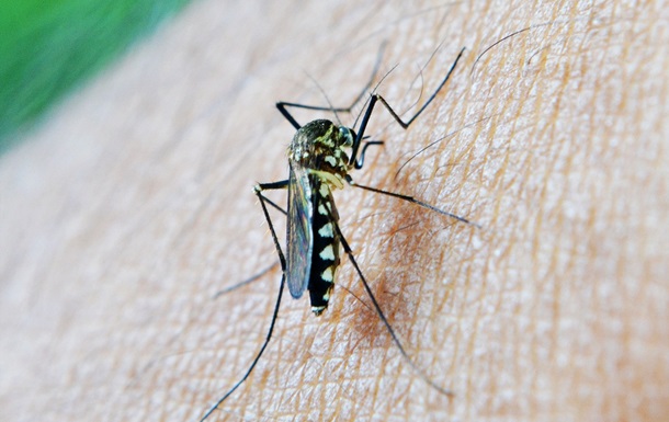 Разработана новая вакцина против малярии