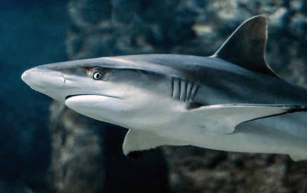 Вчені розгадали таємницю стійкого імунітету акул