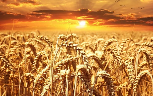 В США прогнозируют увеличение урожая пшеницы и кукурузы в Украине
