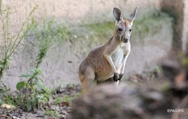 В Австралії кенгуру вперше майже за 100 років убив людину