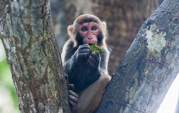 В Україні зареєстровано перший випадок віспи мавп