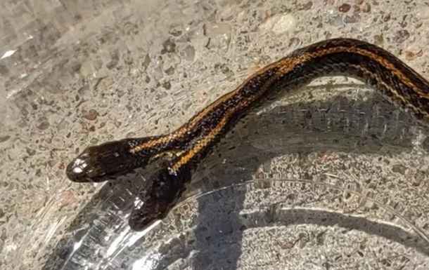 У США виявили рідкісну двоголову змію