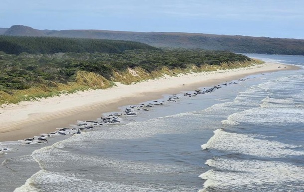 В Австралии на берег выбросились сотни китов