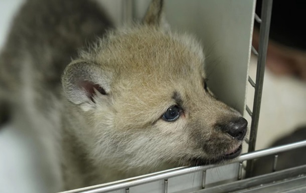 В Китае родился первый в мире клонированный волк
