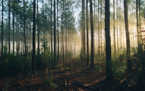 Вступило в действие решение СНБО о защите и использовании лесов