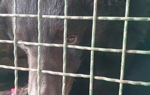 Возле деоккупированного Лимана зоозащитники спасли контуженного медведя
