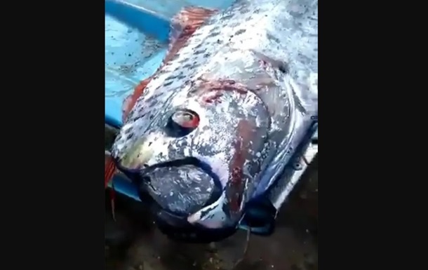 В Мексике поймали редкую глубоководную рыбу