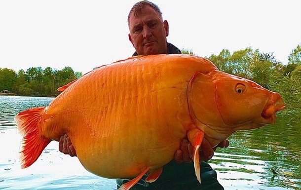 Во Франции поймали самую большую золотую рыбку