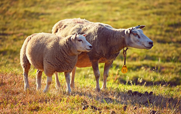 На фермі у Монголії вівці почали безперервно ходити по колу