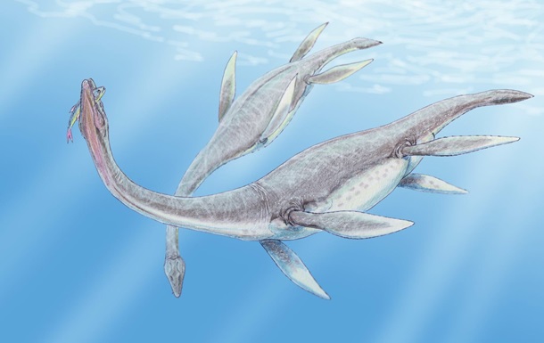 Ученые нашли целый скелет плезиозавра