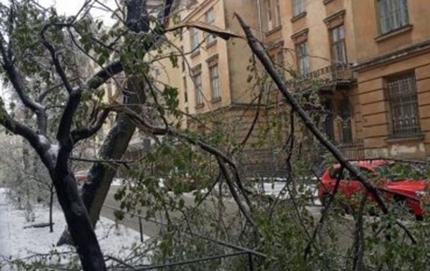 Непогода во Львове: более сотни поваленных деревьев и 10 поврежденных авто