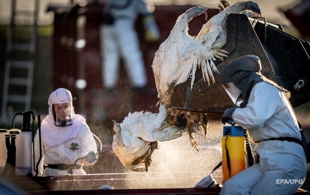 У Європі зафіксували сильний спалах пташиного грипу