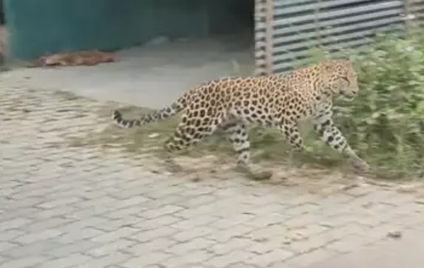 В Індії нападу леопарда зазнали 15 людей