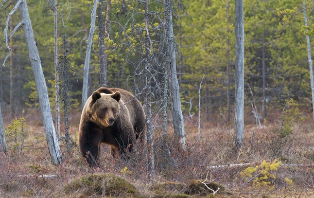 A rare predator is seen in the Chernobyl zone twice a year