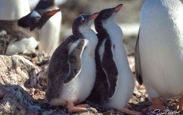 Українські полярники показали субантарктичних пінгвінят