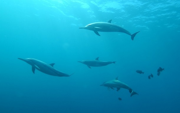 Через війну дельфіни мігрували у місцевості, де мало їжі