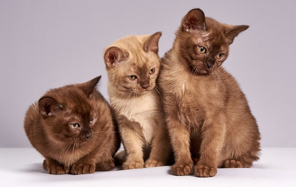 Названы самые умные породы кошек