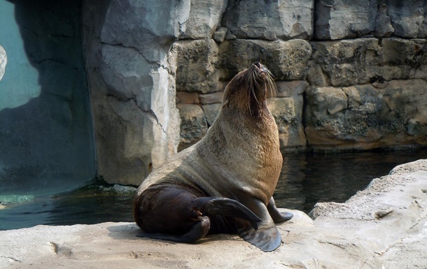 French woman named fur seal Labrador Retriever