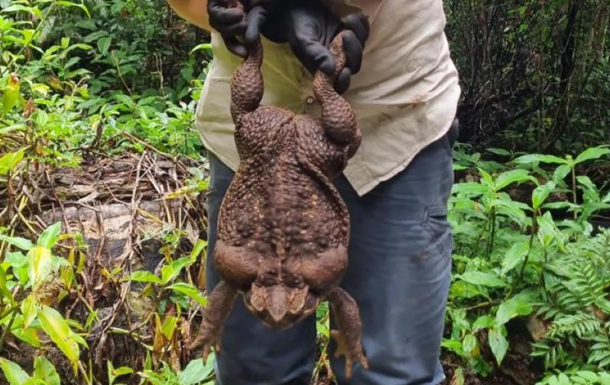 The world’s largest frog found in Australia