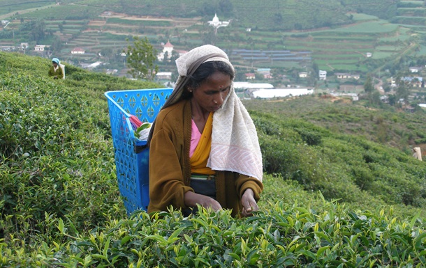 В Шри-Ланке на 16% снизилось производство чая