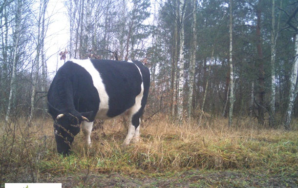 Поблизу Чорнобиля помітили стадо здичавілих корів