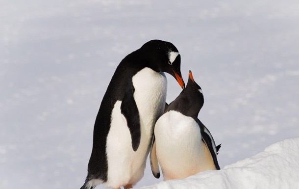 Полярники показали фото влюбленных пингвинов
