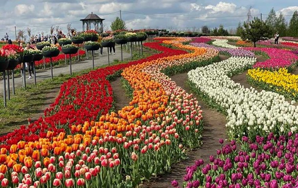Near Kiev create a composition of millions of tulips