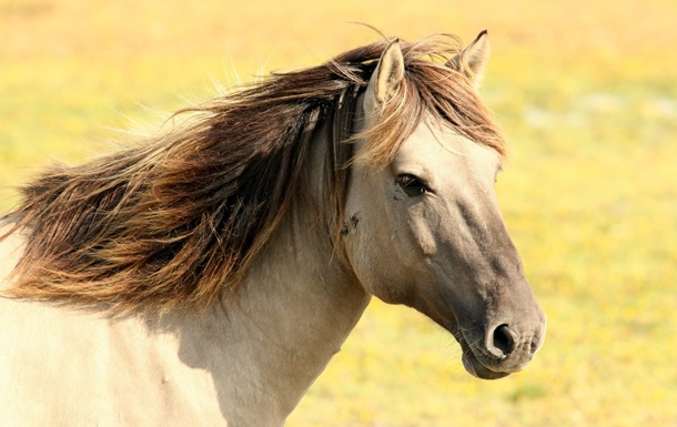 Ученые выяснили, когда и как люди оседлали лошадей