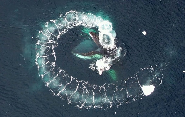 На станції Академік Вернадський почали вивчати китів за допомогою дронів	