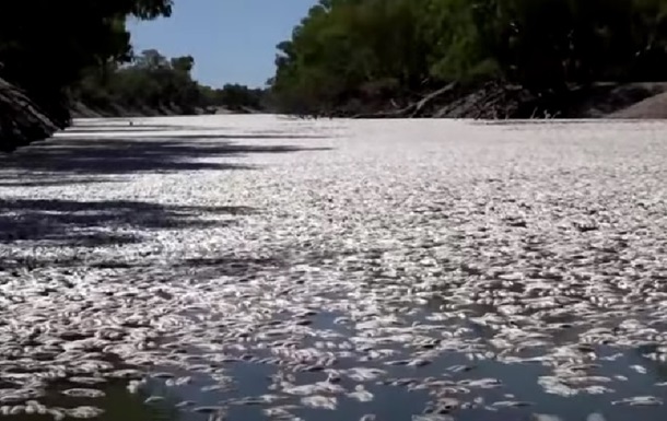 В Австралії тонни мертвої риби викинуло на берег