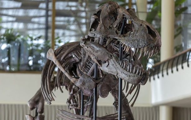 В Швейцарии с молотка уйдет редкий скелет тираннозавра