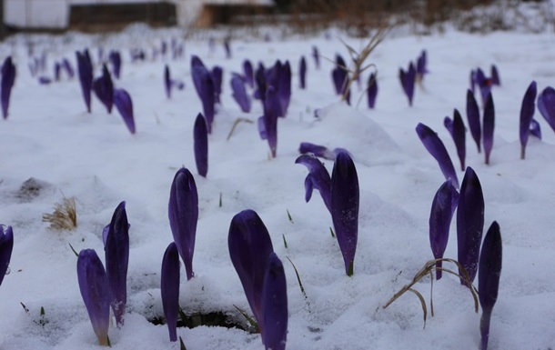 На Закарпатті під снігом аномально цвітуть квіти