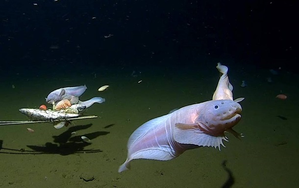 Дослідники зафіксували найбільш глибоководну рибу у світі