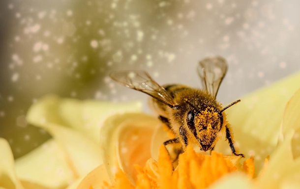 У бджіл з явилися конкуренти у запиленні квітів