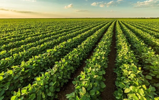 В Украине разрешат выращивать ГМО-культуры - что это даст