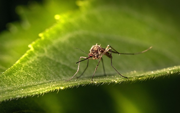 У Європі з явився новий вид комарів, які розносять небезпечні віруси