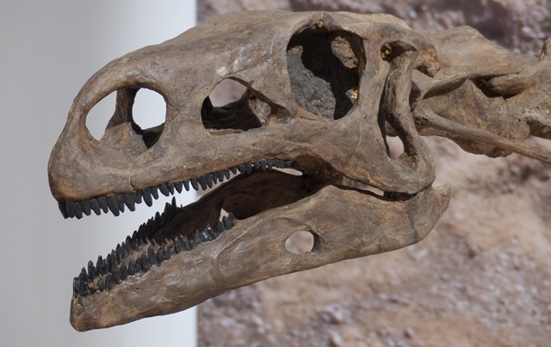Archaeologists have discovered the skull of a dinosaur that is nearly 100 million years old