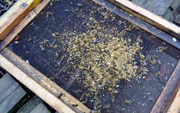 Масову загибель бджіл зафіксовано на Одещині