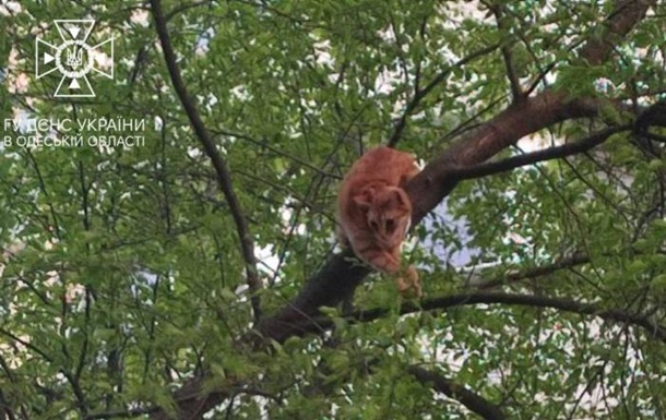 В Одесі жінка та кіт застрягли на високому дереві