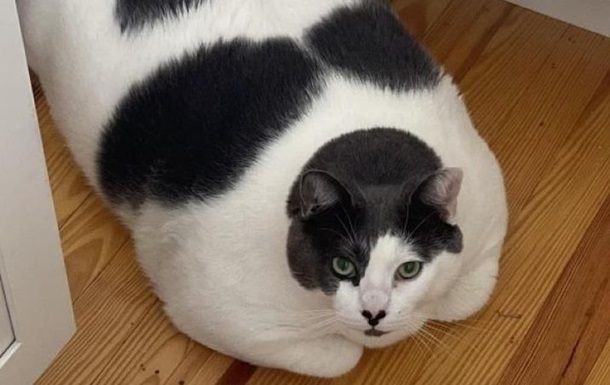 The fattest cat in the world went on a diet
