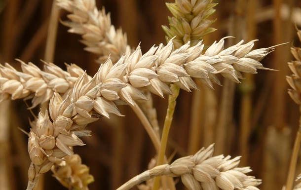 Ще одна країна вирішила обмежити імпорт зерна з України