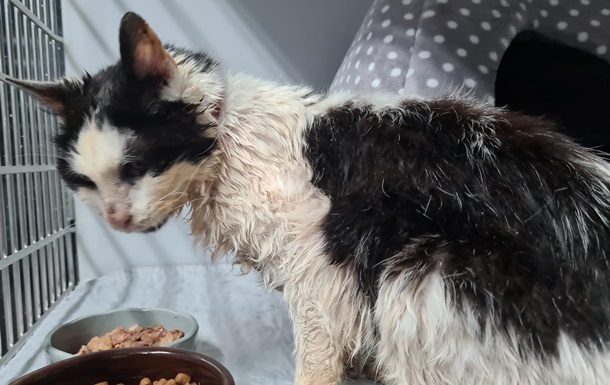 The 25-year-old cat came home after two years and cried