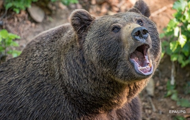 У РФ ведмідь напав на чотирьох людей, є загиблий